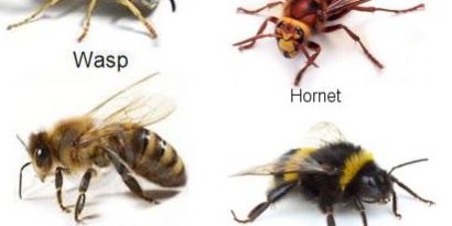 Bee vs Wasps vs Yellow-jackets vs Hornets ........Whats the difference? -  A.G.A.D. Pest Control, Inc.